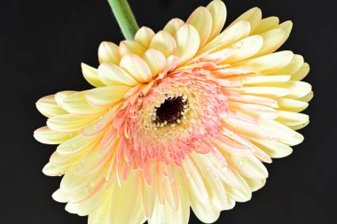 Siyah arkaplanda Gerbera çiçeğini kapat 