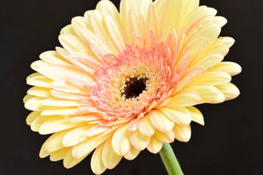 Siyah arkaplanda Gerbera çiçeğini kapat 