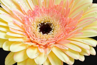 Siyah arkaplanda Gerbera çiçeğini kapat 