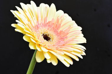 Siyah arkaplanda Gerbera çiçeğini kapat 