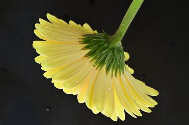 Siyah arkaplanda Gerbera çiçeğini kapat 