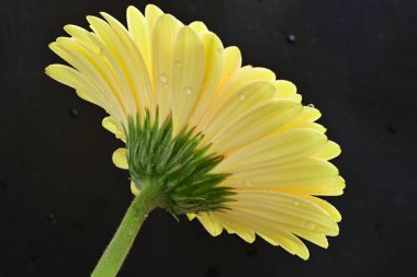 Siyah arkaplanda Gerbera çiçeğini kapat 