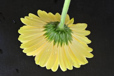 Siyah arkaplanda Gerbera çiçeğini kapat 