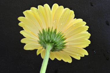 Siyah arkaplanda Gerbera çiçeğini kapat 