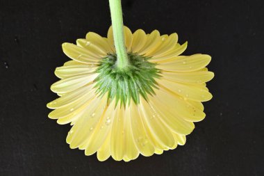 Siyah arkaplanda Gerbera çiçeğini kapat 