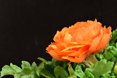 Güzel ranunculus çiçeği siyah arkaplanda izole edilmiş.