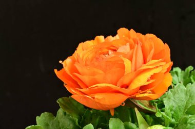 Güzel ranunculus çiçeği siyah arkaplanda izole edilmiş.