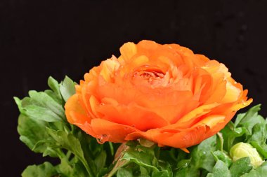 Güzel ranunculus çiçeği siyah arkaplanda izole edilmiş.