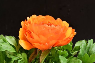 Güzel ranunculus çiçeği siyah arkaplanda izole edilmiş.