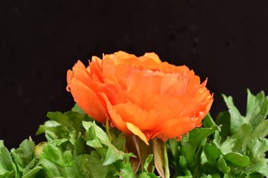 Güzel ranunculus çiçeği siyah arkaplanda izole edilmiş.