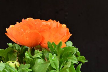 Güzel ranunculus çiçeği siyah arkaplanda izole edilmiş.