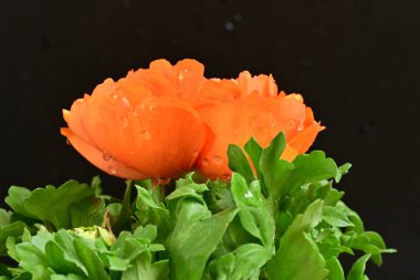 Güzel ranunculus çiçeği siyah arkaplanda izole edilmiş.