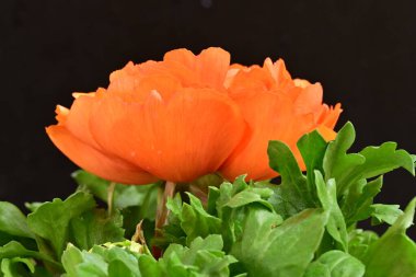 Güzel ranunculus çiçeği siyah arkaplanda izole edilmiş.