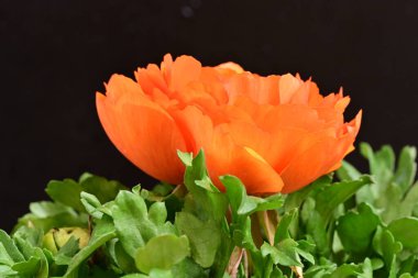 Güzel ranunculus çiçeği siyah arkaplanda izole edilmiş.