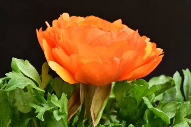 Koyu arkaplanda güzel bir gül çiçeği                        