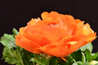 Koyu arkaplanda güzel bir gül çiçeği                        