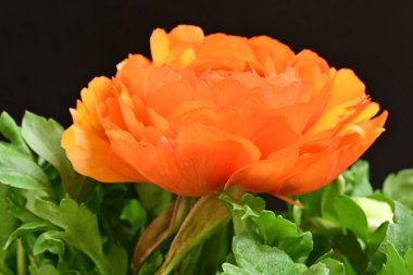 Koyu arkaplanda güzel bir gül çiçeği                        