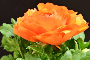 Koyu arkaplanda güzel bir gül çiçeği                        