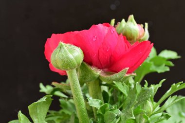 Koyu arkaplanda güzel bir gül çiçeği                        