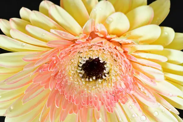 Siyah arkaplanda Gerbera çiçeğini kapat 