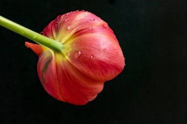 Siyah zemin üzerinde güzel bir lale. Yakın plan. 
