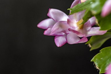 Siyah arka planda güzel pembe çiçekler