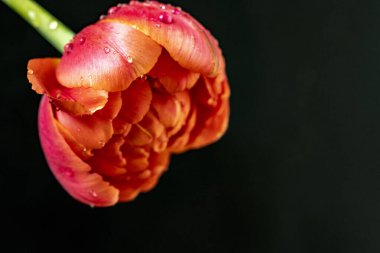 Siyah zemin üzerinde güzel bir lale. Yakın plan. 