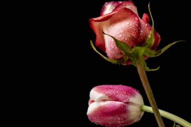 Koyu arkaplanda güzel bir gül ve lale                        