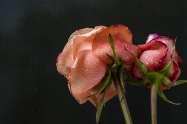 Koyu arkaplanda güzel güller                        