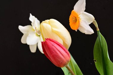 laleler ve narsisli bahar çiçekleri siyah arkaplanı kapatır 