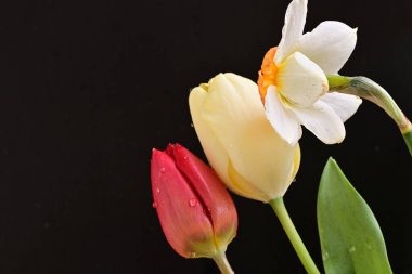 laleler ve narsisli bahar çiçekleri siyah arkaplanı kapatır 