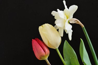 laleler ve narsisli bahar çiçekleri siyah arkaplanı kapatır 