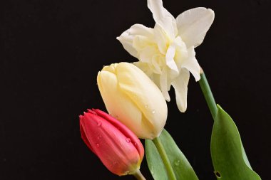 laleler ve narsisli bahar çiçekleri siyah arkaplanı kapatır 