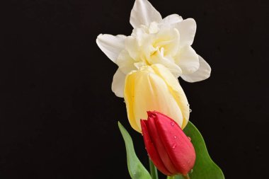 laleler ve narsisli bahar çiçekleri siyah arkaplanı kapatır 