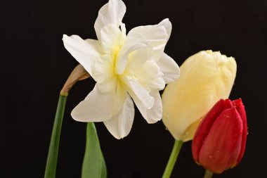 laleler ve narsisli bahar çiçekleri siyah arkaplanı kapatır 