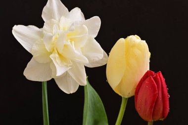 laleler ve narsisli bahar çiçekleri siyah arkaplanı kapatır 