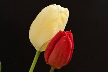 Karanlık arka planda güzel lale çiçeği, yaz konsepti, yakın görüş