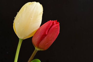 Kapatın güzel çiçekleri