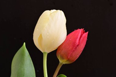 Siyah bir arka plan güzel Sarı Lale.