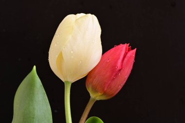 Koyu arkaplanda güzel çiçekler, yaz konsepti, yakın manzara