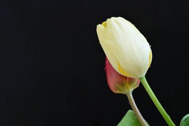 Siyah arka planda iki lale çiçeğini kapat