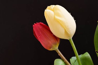 Siyah arka planda iki lale çiçeğini kapat