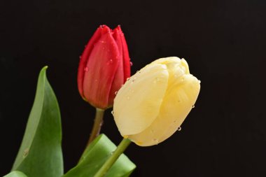 Siyah arka planda iki lale çiçeğini kapat