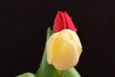 Siyah arka planda iki lale çiçeğini kapat