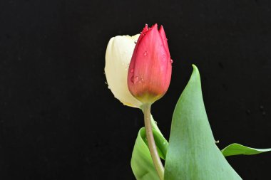 Siyah arka planda iki lale çiçeğini kapat