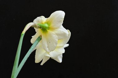 Siyah arka planda güzel beyaz çiçekler