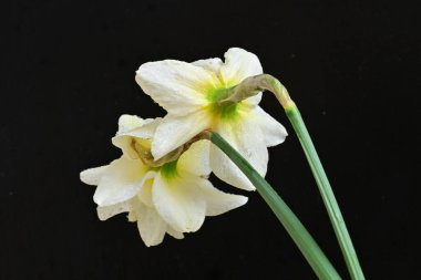 Beyaz arka planda güzel nergisler, üst manzara..