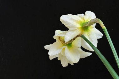 Beyaz arka planda güzel nergisler, üst manzara..