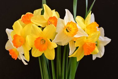 Beyaz arka planda güzel nergisler, üst manzara..