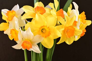 Beyaz arka planda güzel nergisler, üst manzara..